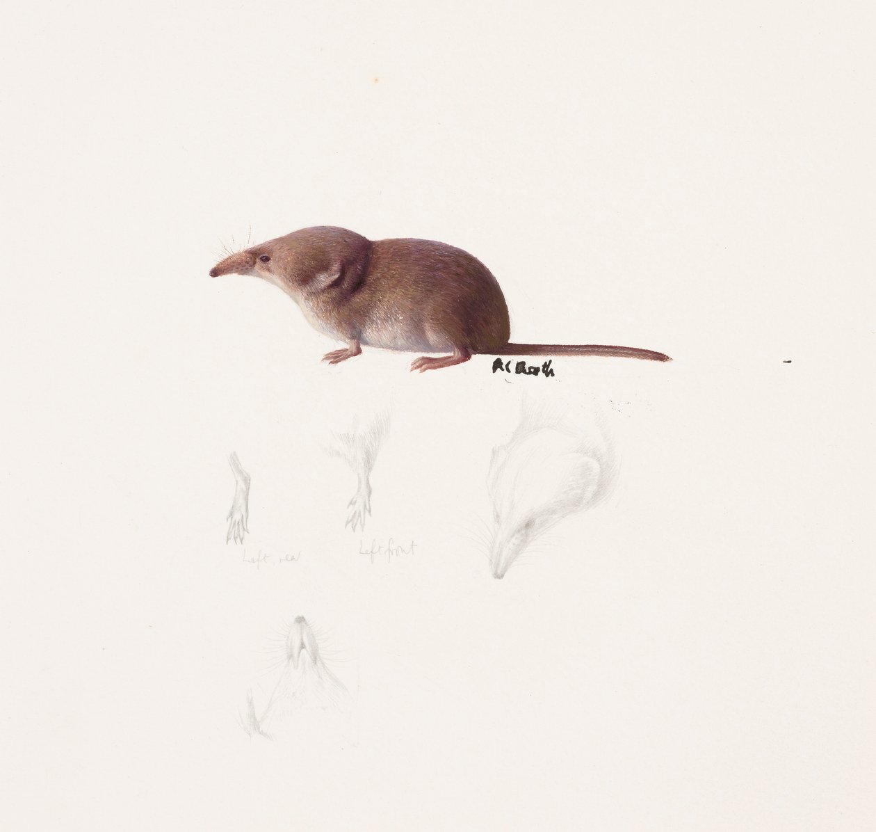Study of a shrew (öljy ja lyijykynä paperille) tekijältä Raymond Booth