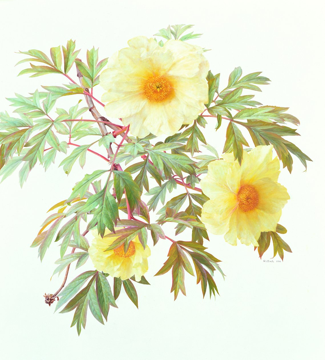 Tree Paeony 