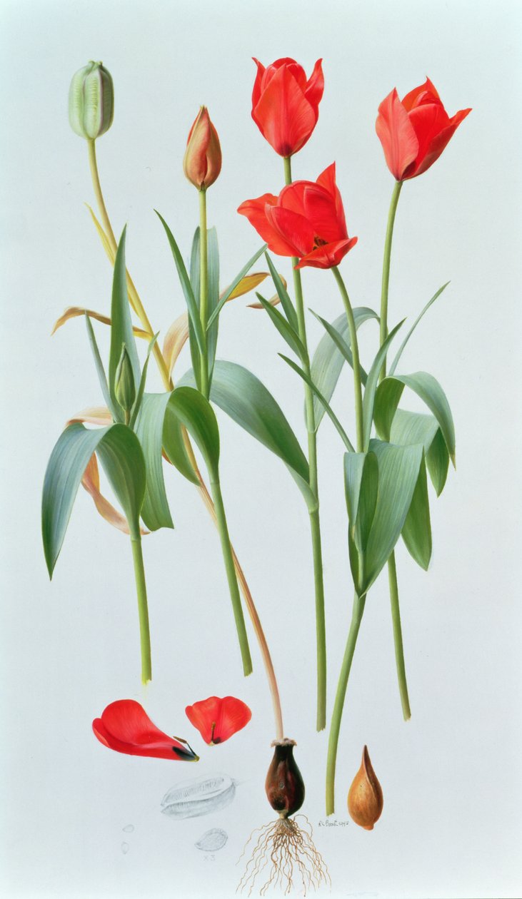 Tulipa amabilis tekijältä Raymond Booth