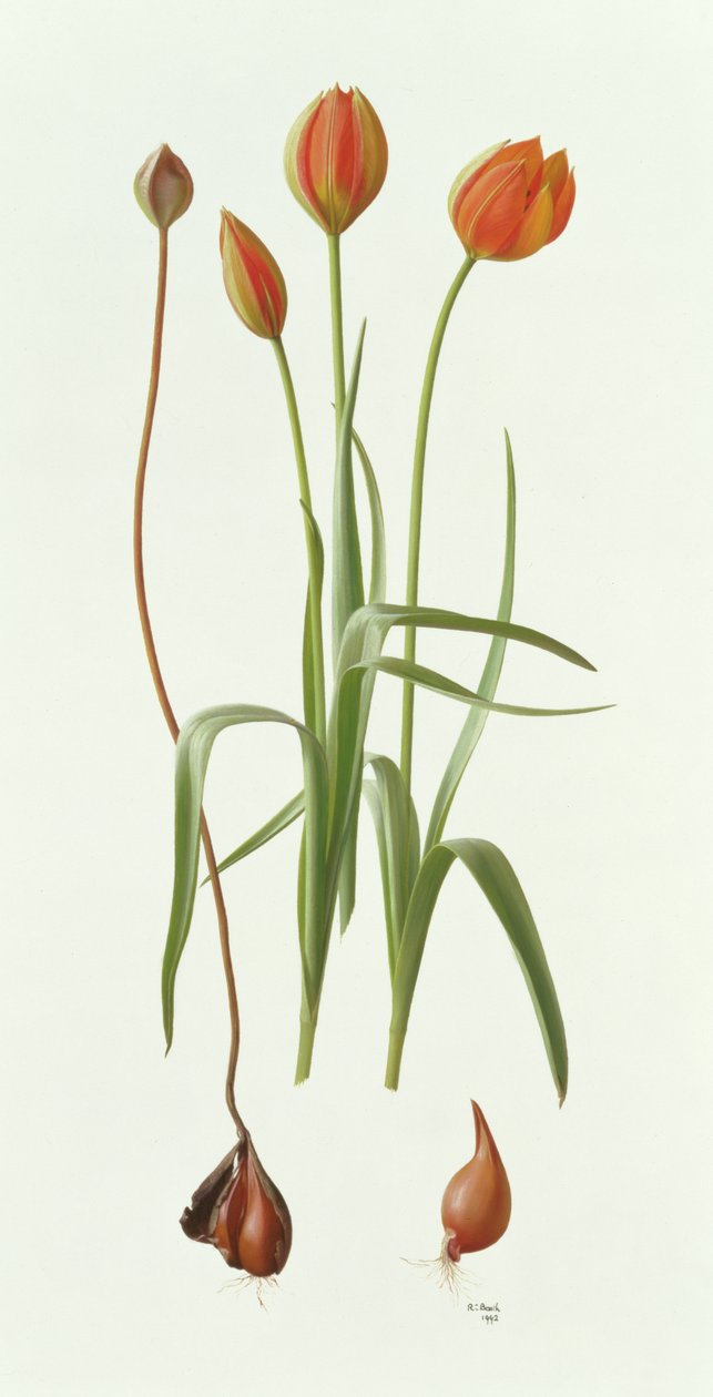Tulipa Whittallii tekijältä Raymond Booth