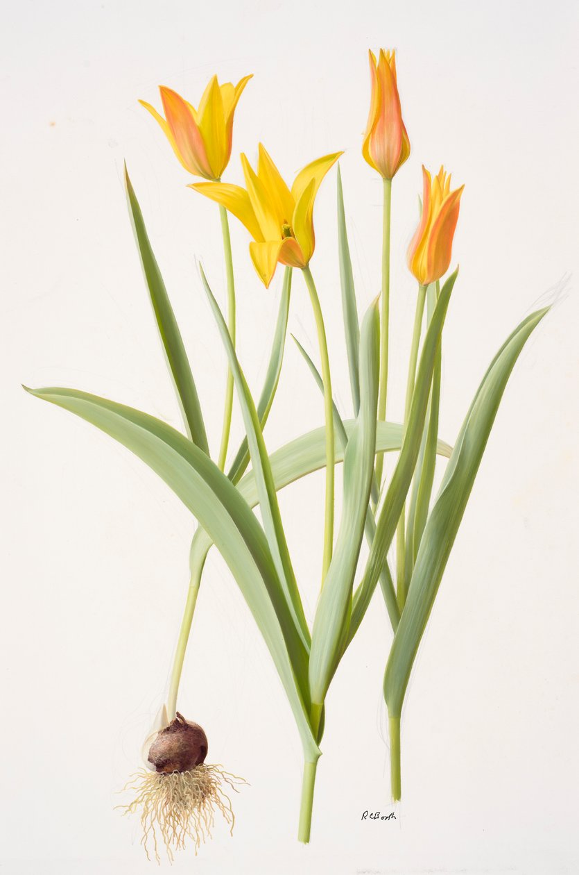 Tulipa ferganica (öljy paperille) tekijältä Raymond Booth