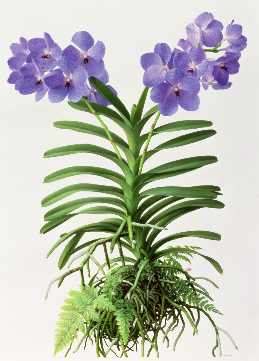 Vanda Rothschildiana tekijältä Raymond Booth