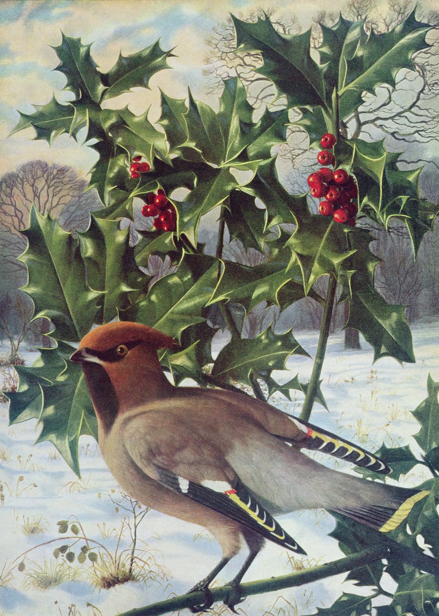 Waxwing tekijältä Raymond Booth
