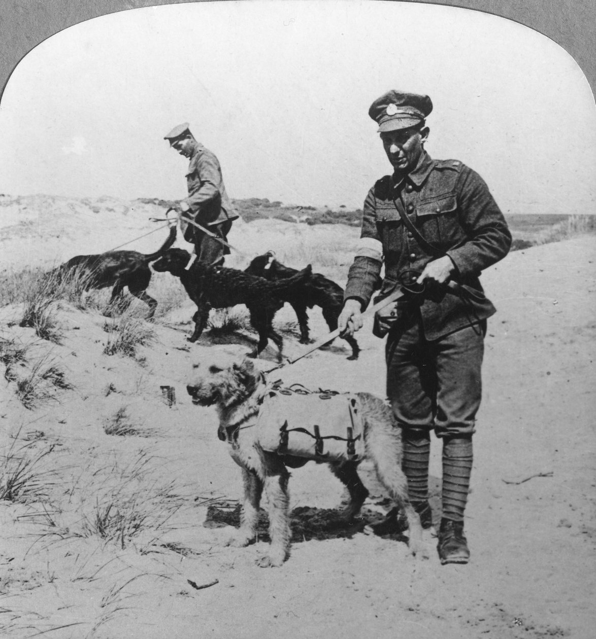 Ensiapukoirat, ensimmäinen maailmansota, c1914-c1918 tekijältä Realistic Travels Publishers