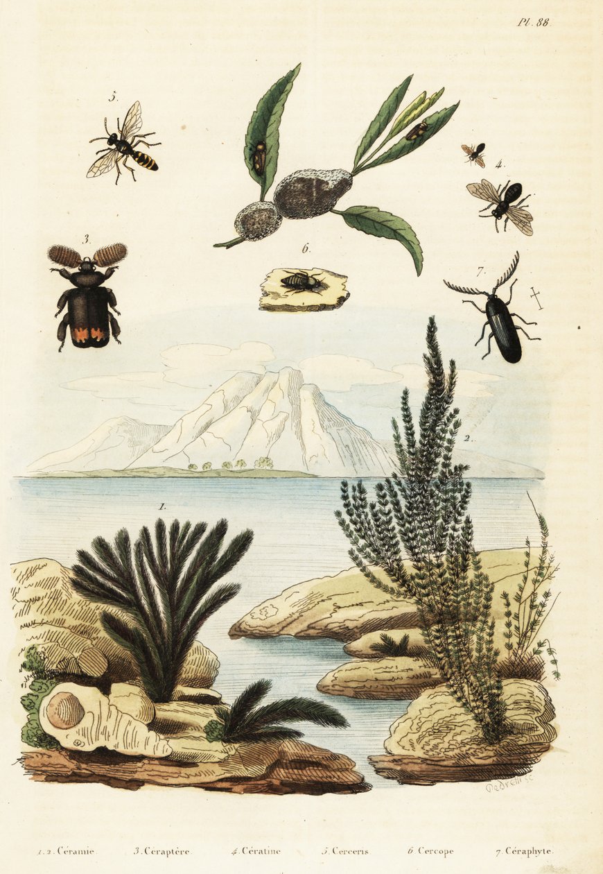 Levät, mehiläinen, ampiainen ja sammakkopiippu., 1834-1839 (kaiverrus) tekijältä Regina Catherine Carey