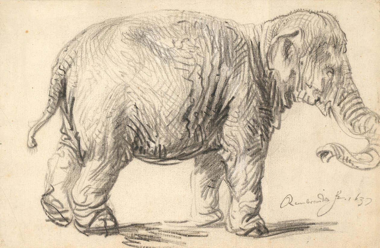 Elefantti tekijältä Rembrandt van Rijn