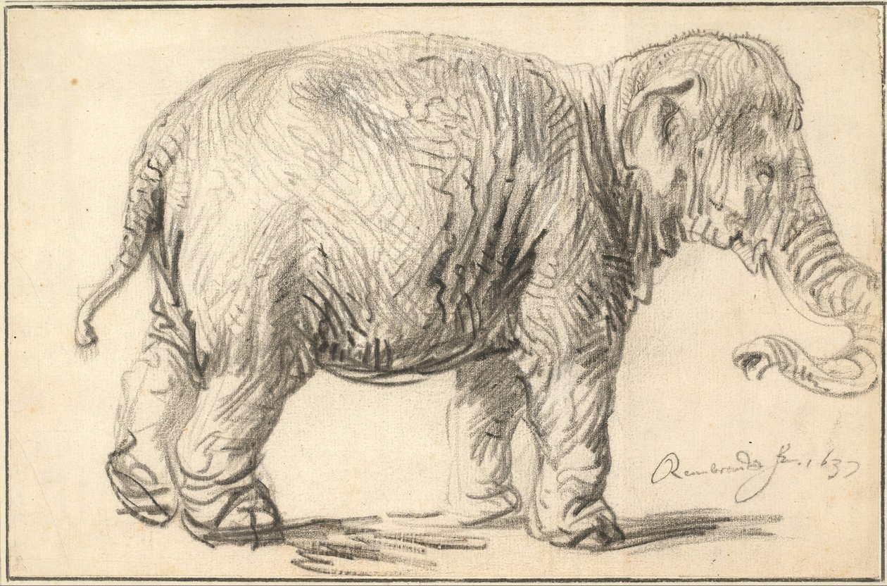 Elefantti, 1637 tekijältä Rembrandt van Rijn