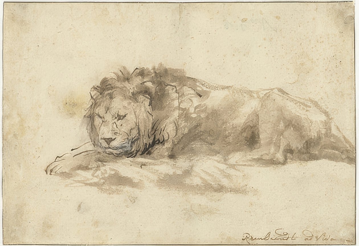 Makaava leijona (Liggende leeuw). 1650-59 tekijältä Rembrandt van Rijn