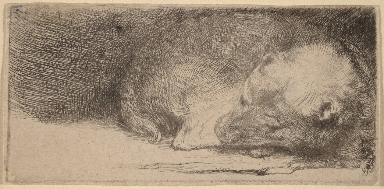 Nukkuva koiranpentu tekijältä Rembrandt van Rijn