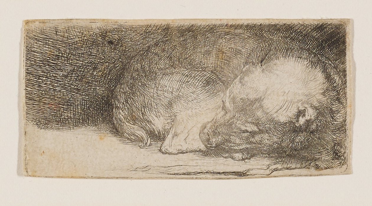 Nukkuva koiranpentu tekijältä Rembrandt van Rijn
