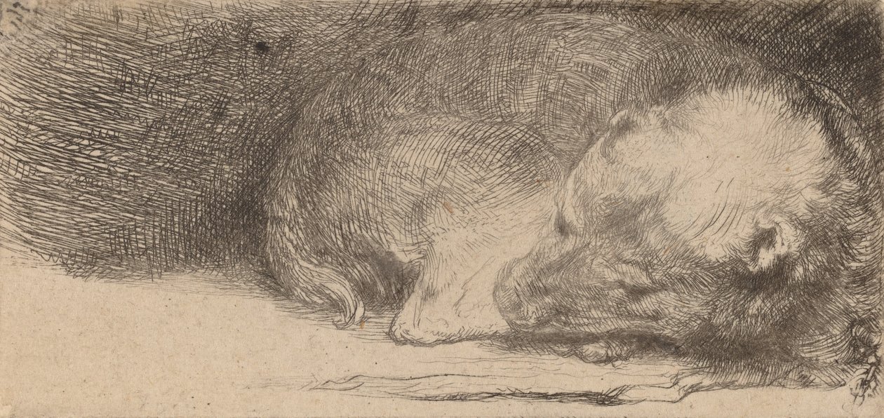 Nukkuva pentu, c. 1640. tekijältä Rembrandt van Rijn