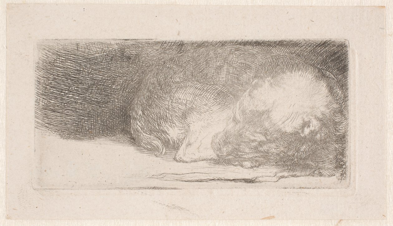 Nukkuva koiranpentu tekijältä Rembrandt van Rijn