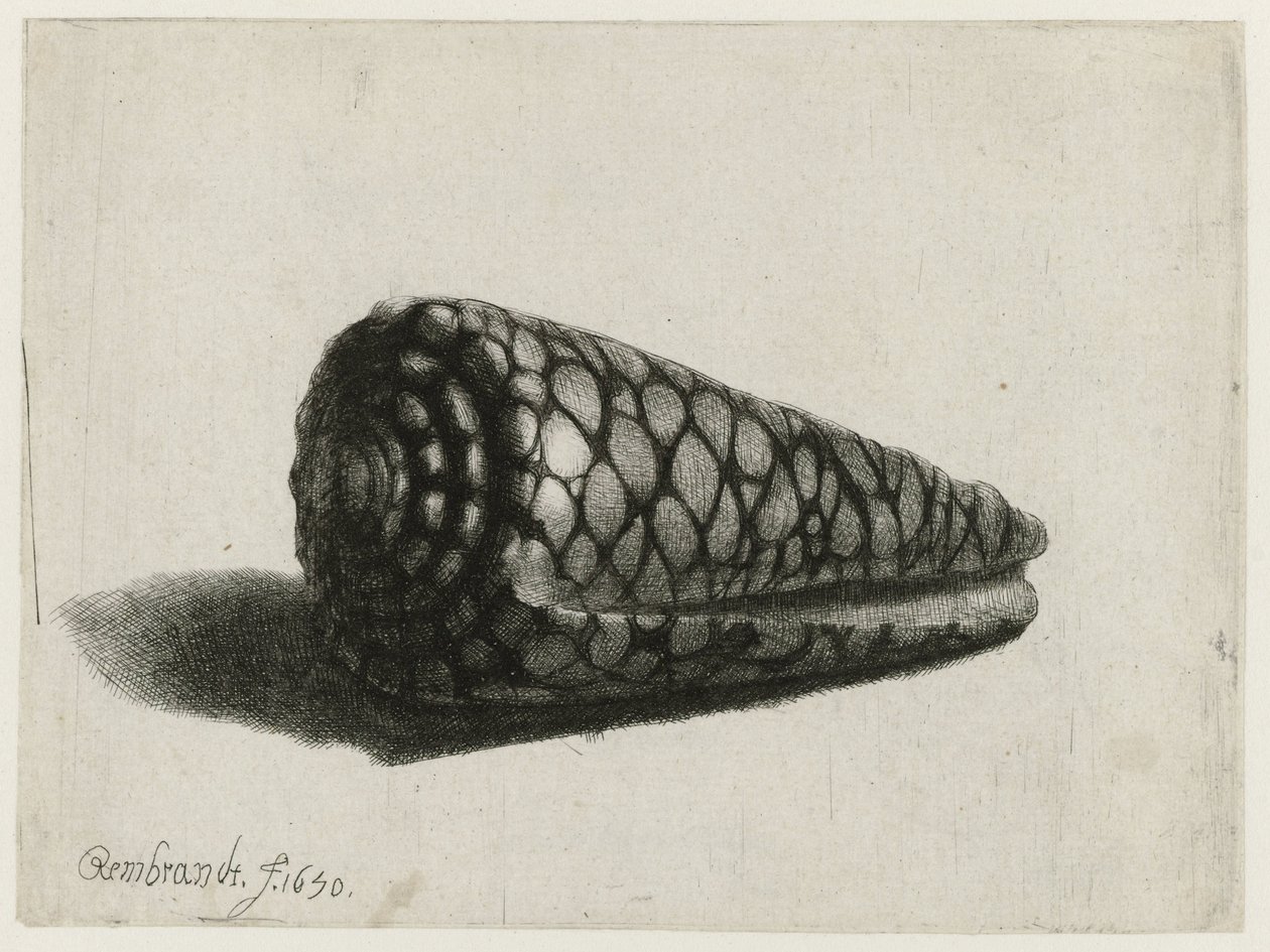 Kuori (Conus marmoreus) Kuori tekijältä Rembrandt van Rijn