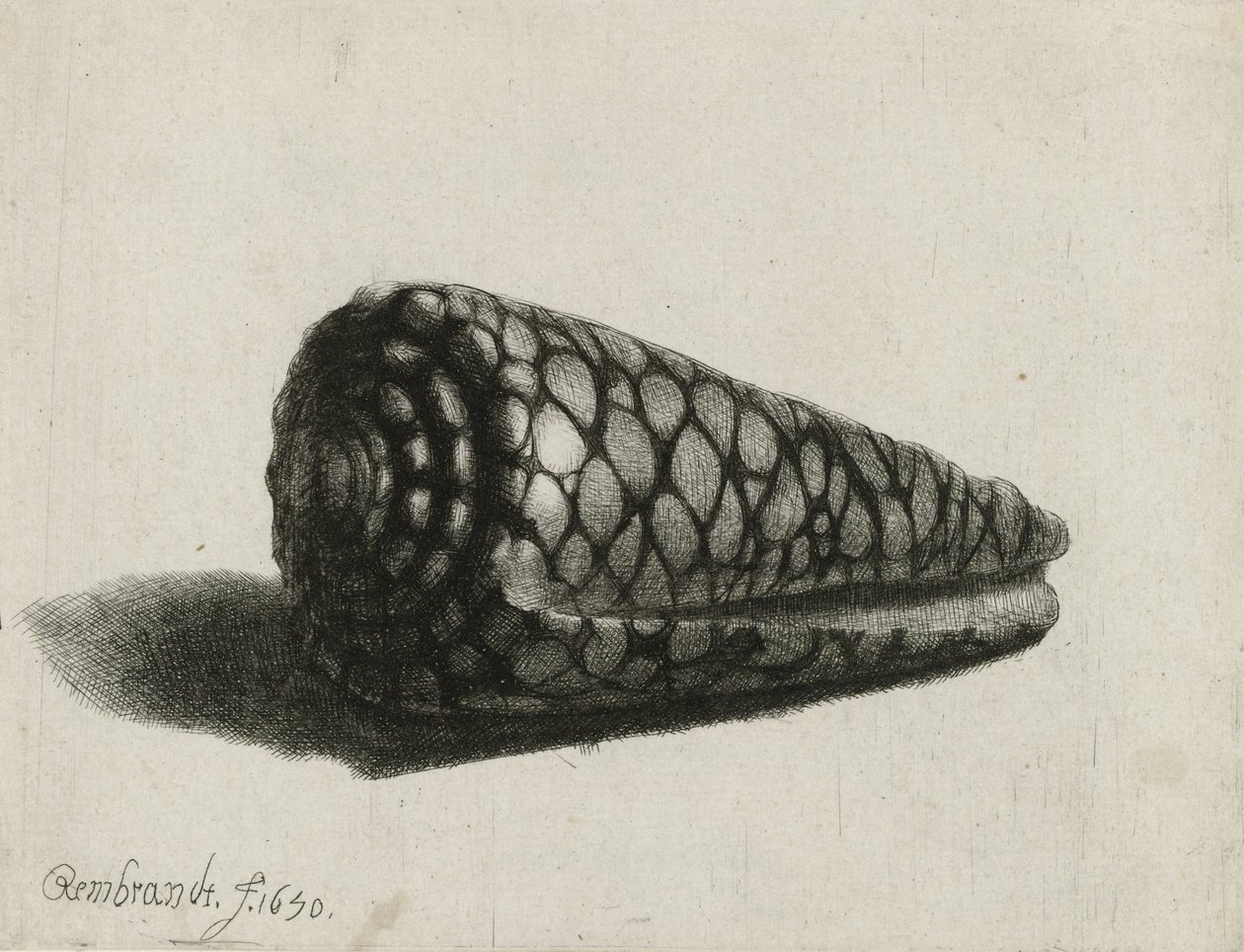 Kuore (Conus marmoreus), 1650 tekijältä Rembrandt van Rijn