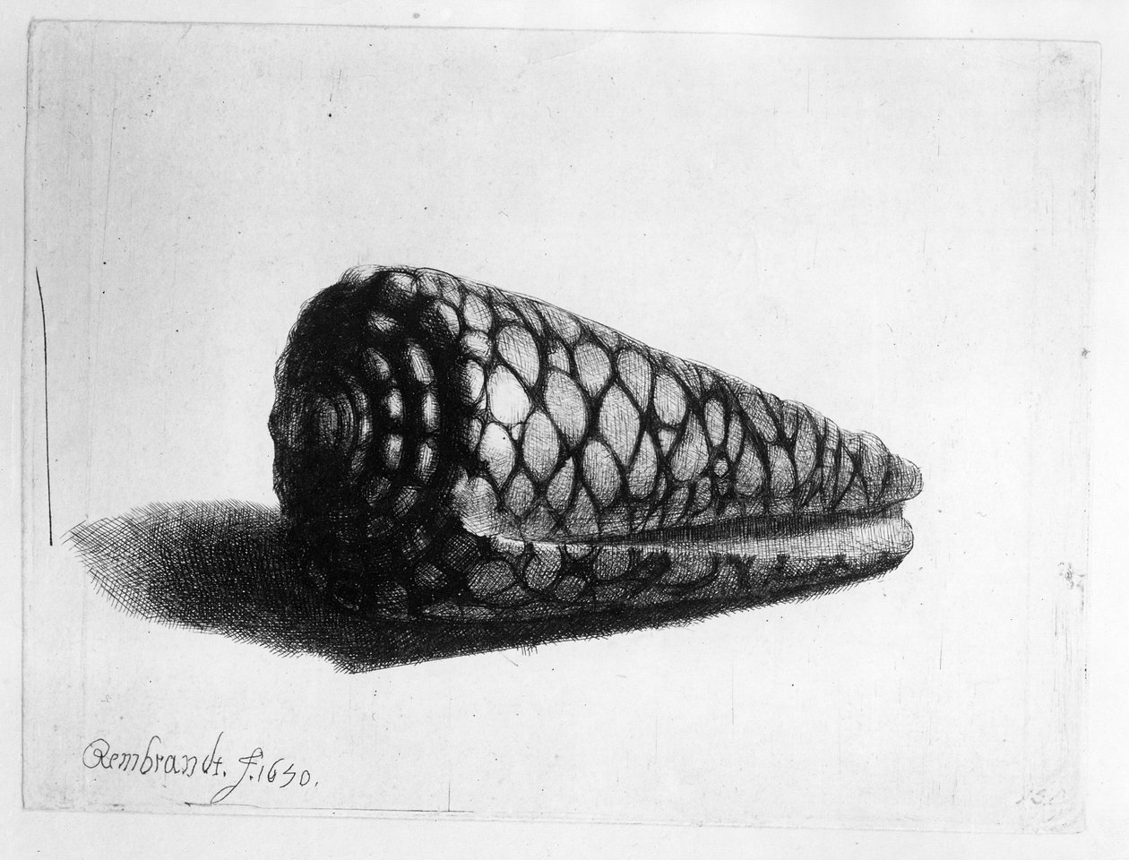 Kuore (Conus marmoreus) 1650 tekijältä Rembrandt van Rijn