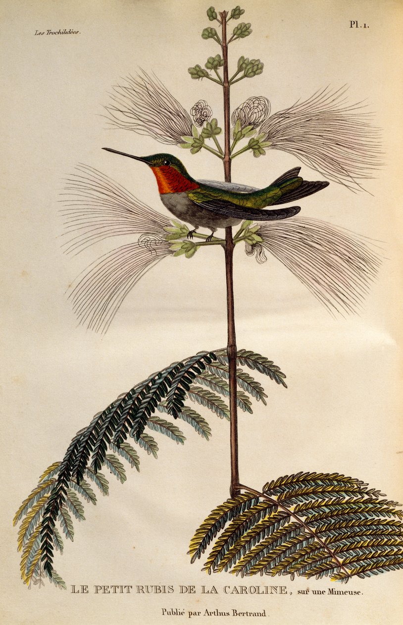 Rubiinikurkkukolibri (Archilochus colubris), kaiverrus Les trochilidees ou les colibris et les oiseaux-mouches tekijältä René Primevère Lesson
