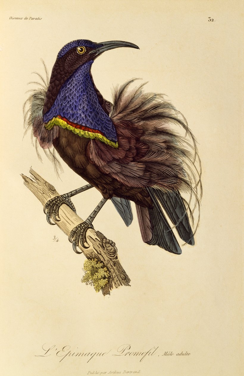 Paratiisin riflebirdin (Ptiloris paradiseus) aikuinen uros, kaiverrus Paratiisin lintujen ja Epimagien luonnonhistoriasta tekijältä René Primevère Lesson