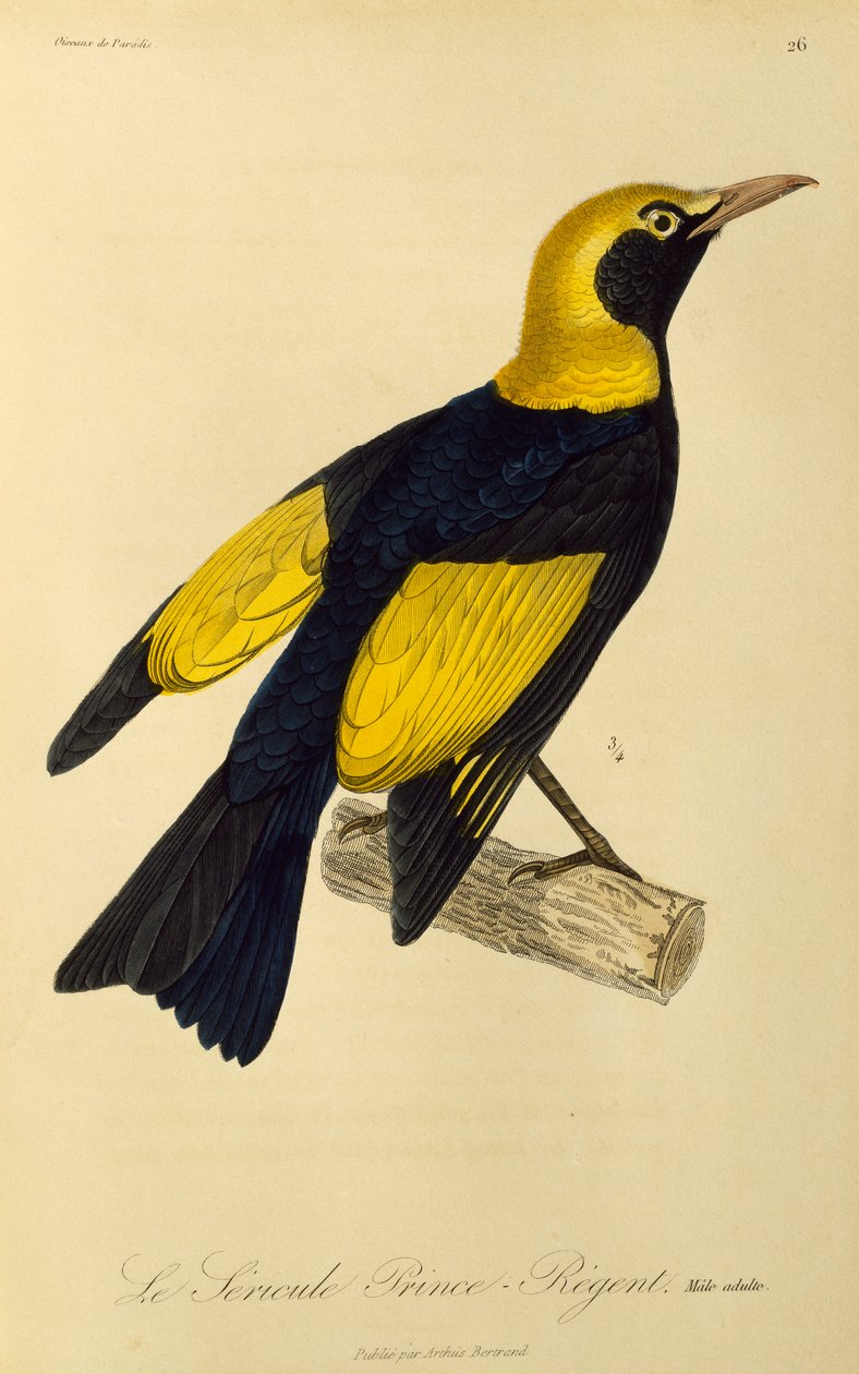 Regent Bowerbirdin (Sericulus chrysocephalus) aikuinen uros, kaiverrus artikkelista Natural History of Birds of Paradise and Epimagues tekijältä René Primevère Lesson