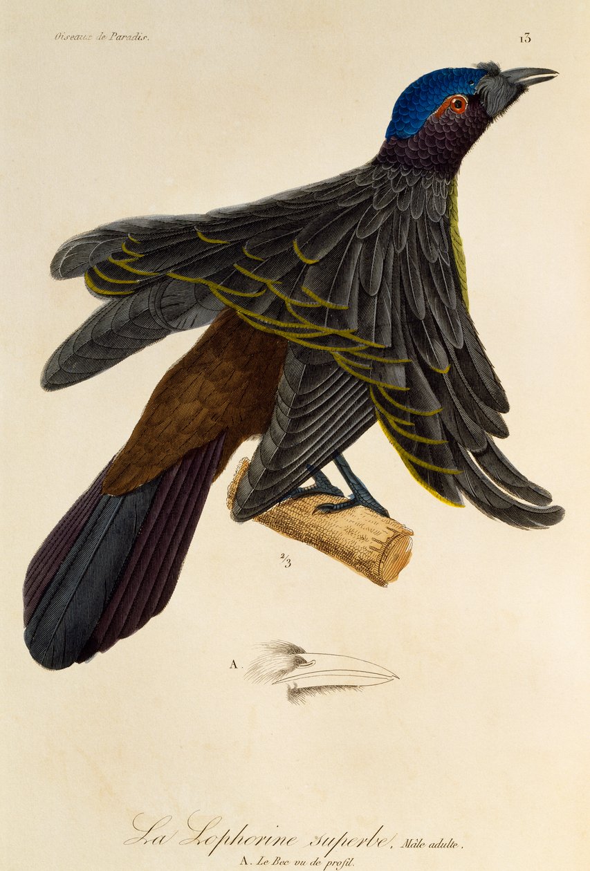 Mascle adult de Superb Bird of Paradise (Lophorina superba), gravat d