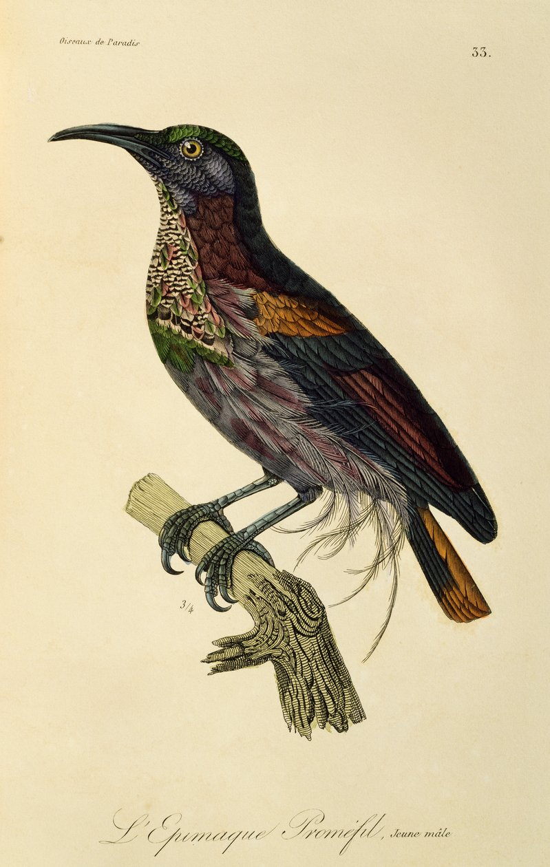 Paradise Riflebird nuori uros (Ptiloris paradiseus), kaiverrus Natural History of Birds of Paradise and Epimages tekijältä René Primevère Lesson