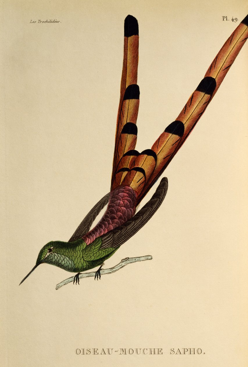 Punahäntäkomeetta (Sappho sparganurus), kaiverrus teoksesta The trochilides tai hummingbirds and hummingbirds tekijältä René Primevère Lesson