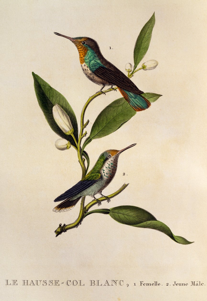 Rubiinitopaasi Hummingbird naaras ja nuori uros (Chrysolampis mosquitus), kaiverrus Les trochilidees ou les colibris et les oiseaux-mouches tekijältä René Primevère Lesson