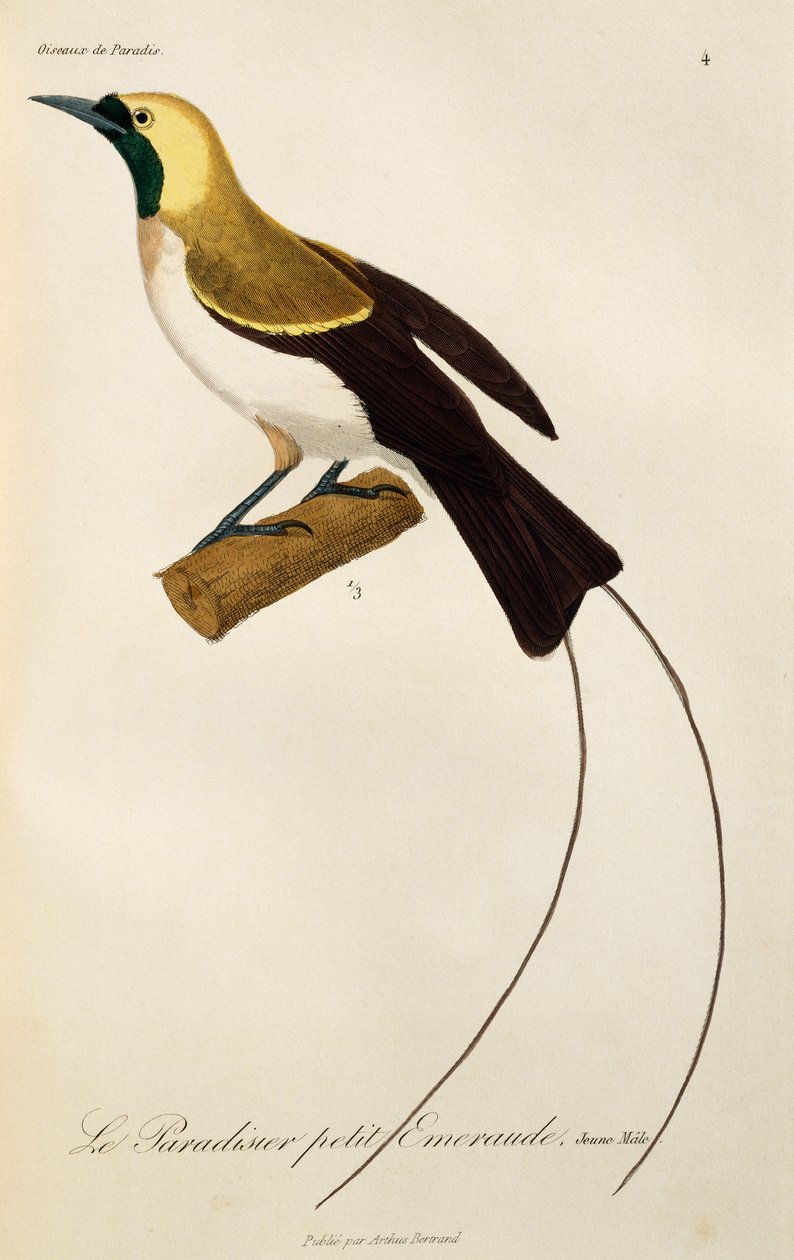 Pienen paratiisin linnun (Paradisaea minor) nuori uros, kaiverrus artikkelista Natural History of Birds of Paradise and Epimages tekijältä René Primevère Lesson