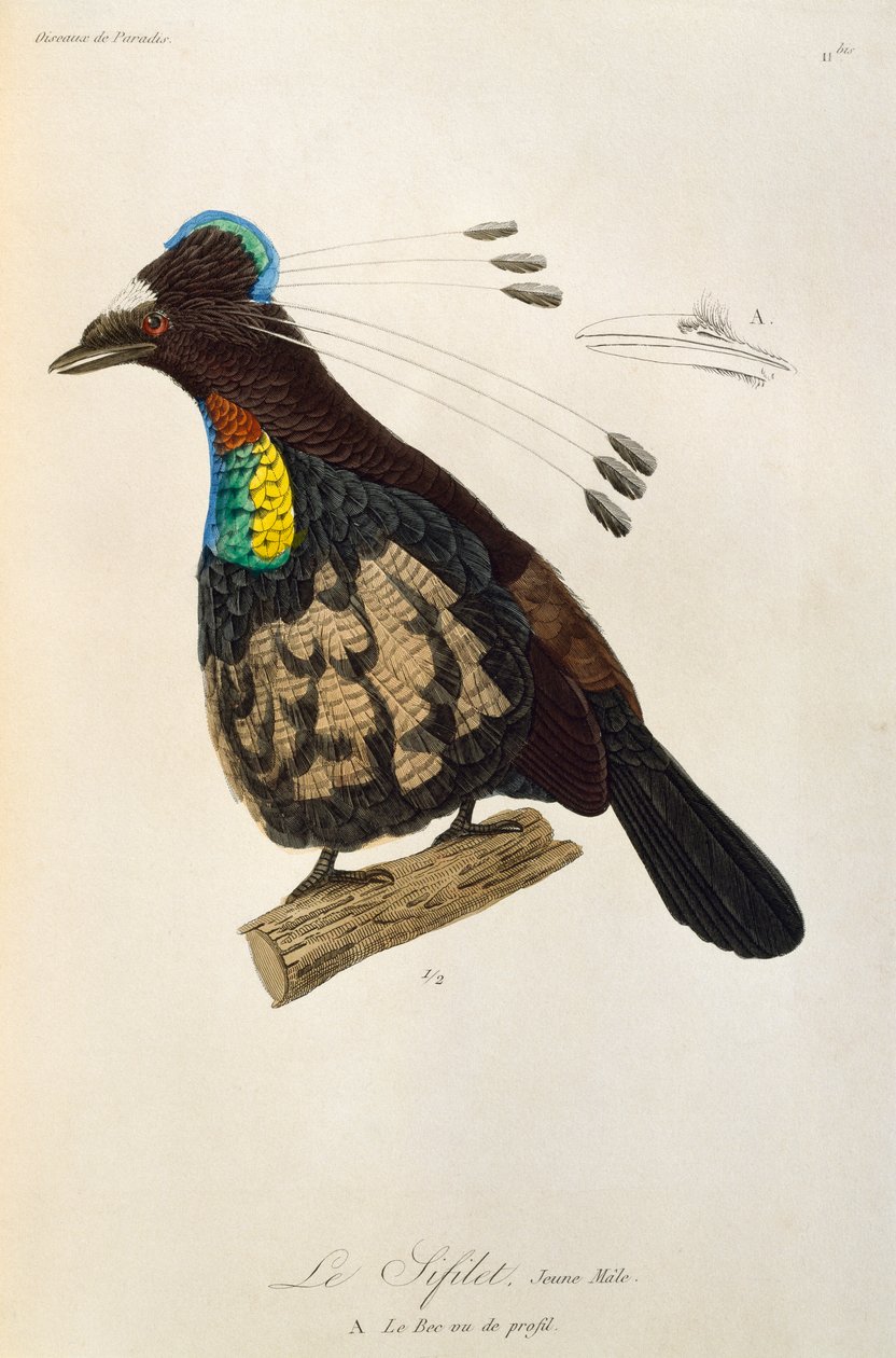 Nuori uros Länsi-Parotiasta (Parotia sefilata), kaiverrus Paratiisin lintujen ja Epimagien luonnonhistoriasta tekijältä René Primevère Lesson