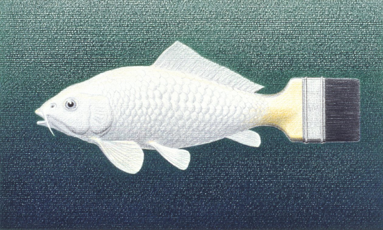 Brushfish, 2003, Värikynäpiirros paperille tekijältä Rene Boin