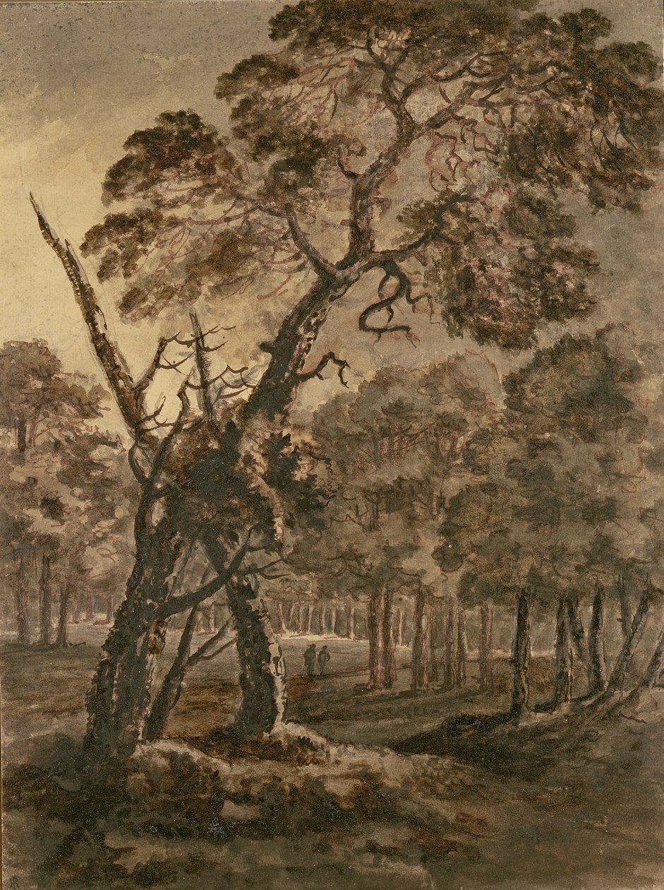 Forest Scene, A Giant Scots Fir and Forest Glade, 1771 (kynä ja muste ja pesu paperille) tekijältä Rev. William Gilpin