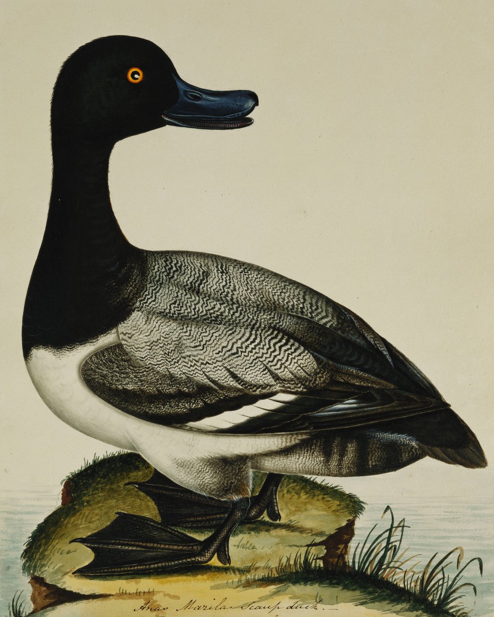 Scaup Duck tekijältä Rev. C. Atkinson