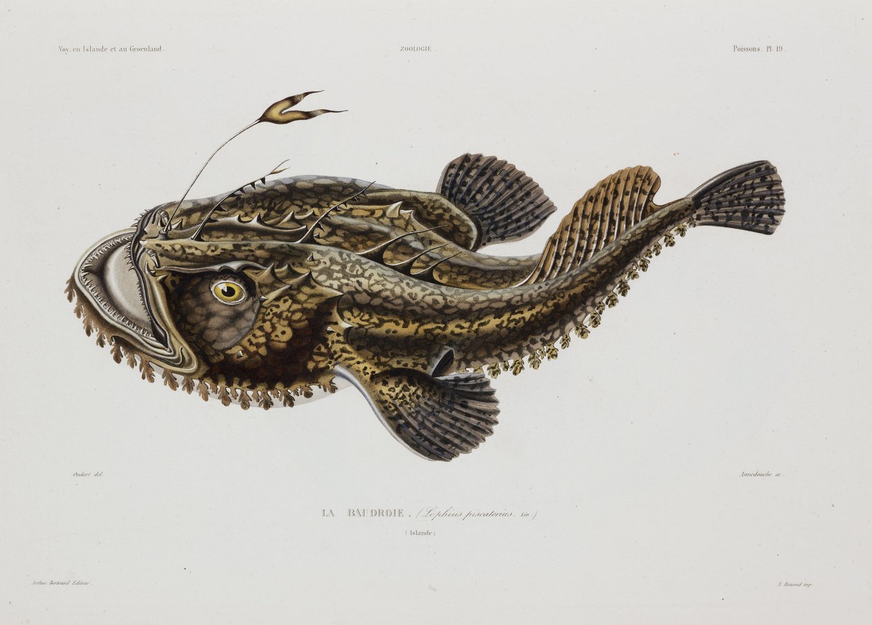 Onkijakala, Islanti, 1800-luvun alku tekijältä John Pardon