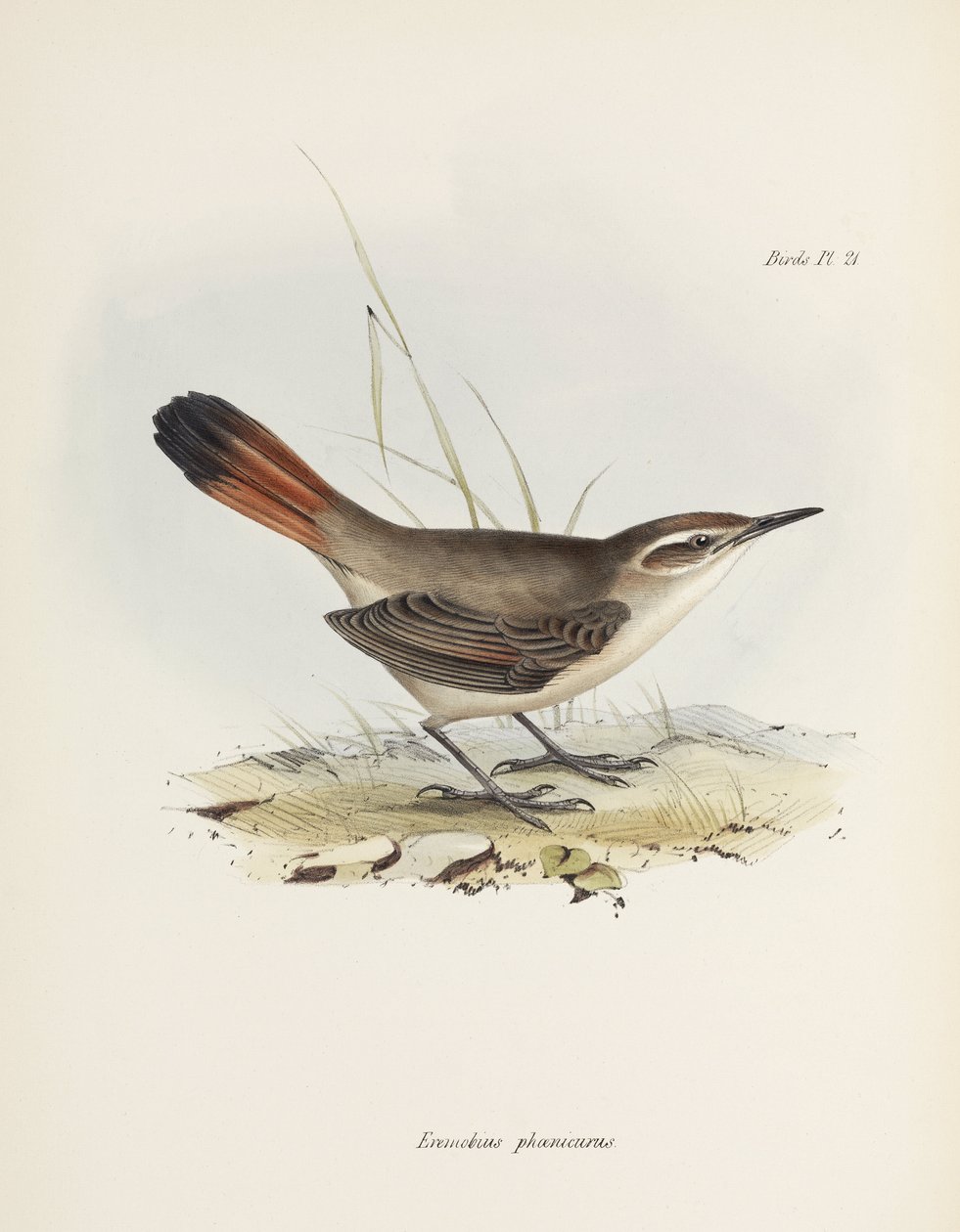 Vanhapyrstöinen maanviljelijä, Etelä-Amerikka, n. 1832-1836 tekijältä John Pardon