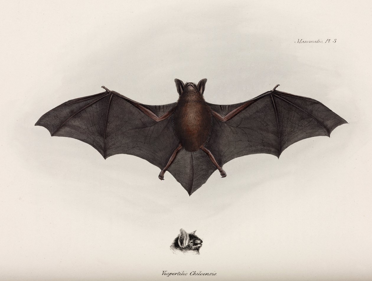 Bat, Etelä-Amerikka, n. 1832-1836 tekijältä John Pardon