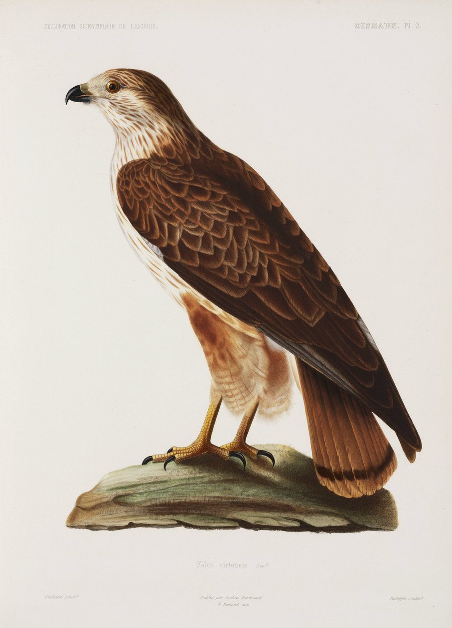 Falcon, Algeria tekijältä John Pardon