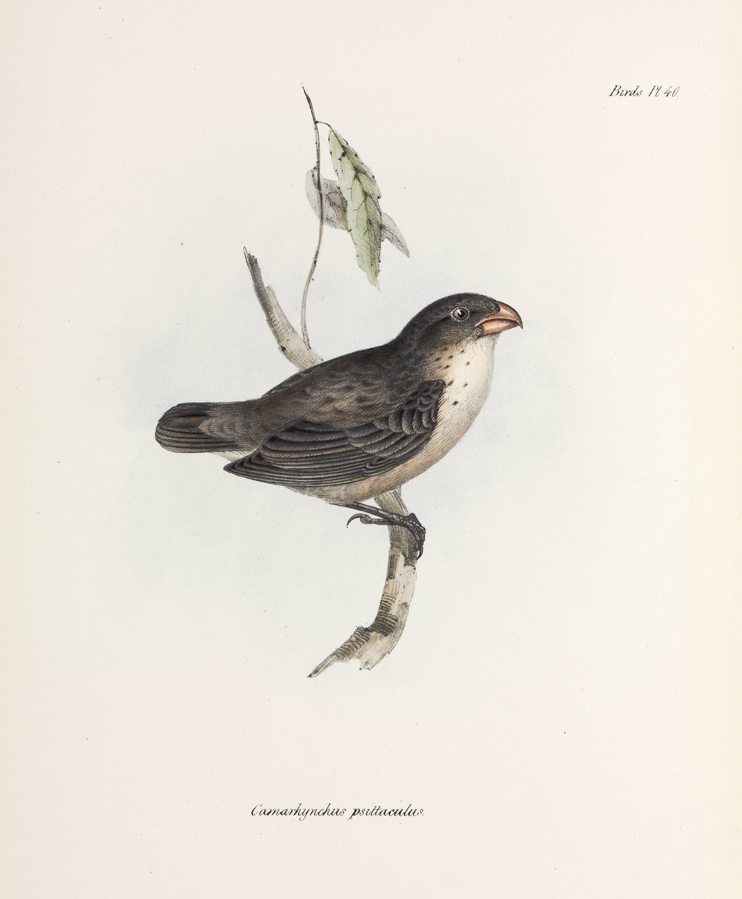 Finch, c 1832-1836 tekijältä John Pardon