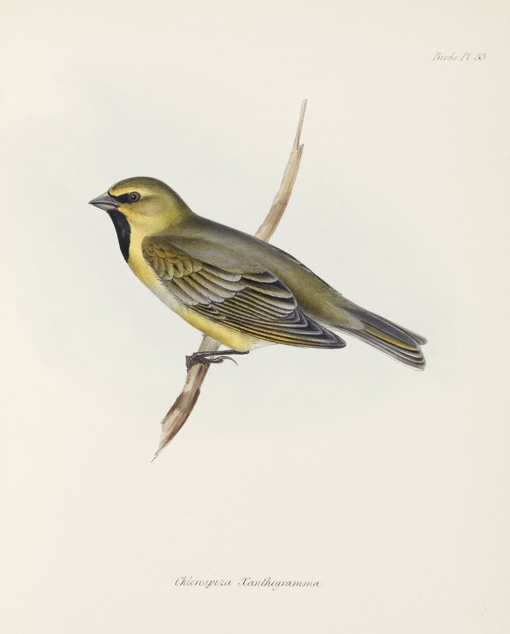 Finch, c 1832-1836 tekijältä John Pardon