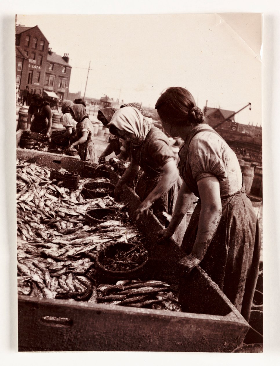 Kalastus, Fisherfolk Naiset lajittelevat kaloja, Whitby Harbour, North Yorkshire, c 1905 tekijältä John Pardon