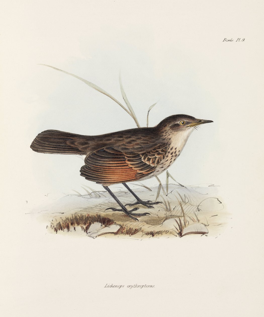 Papamosques, c 1832-1836 finès tekijältä John Pardon