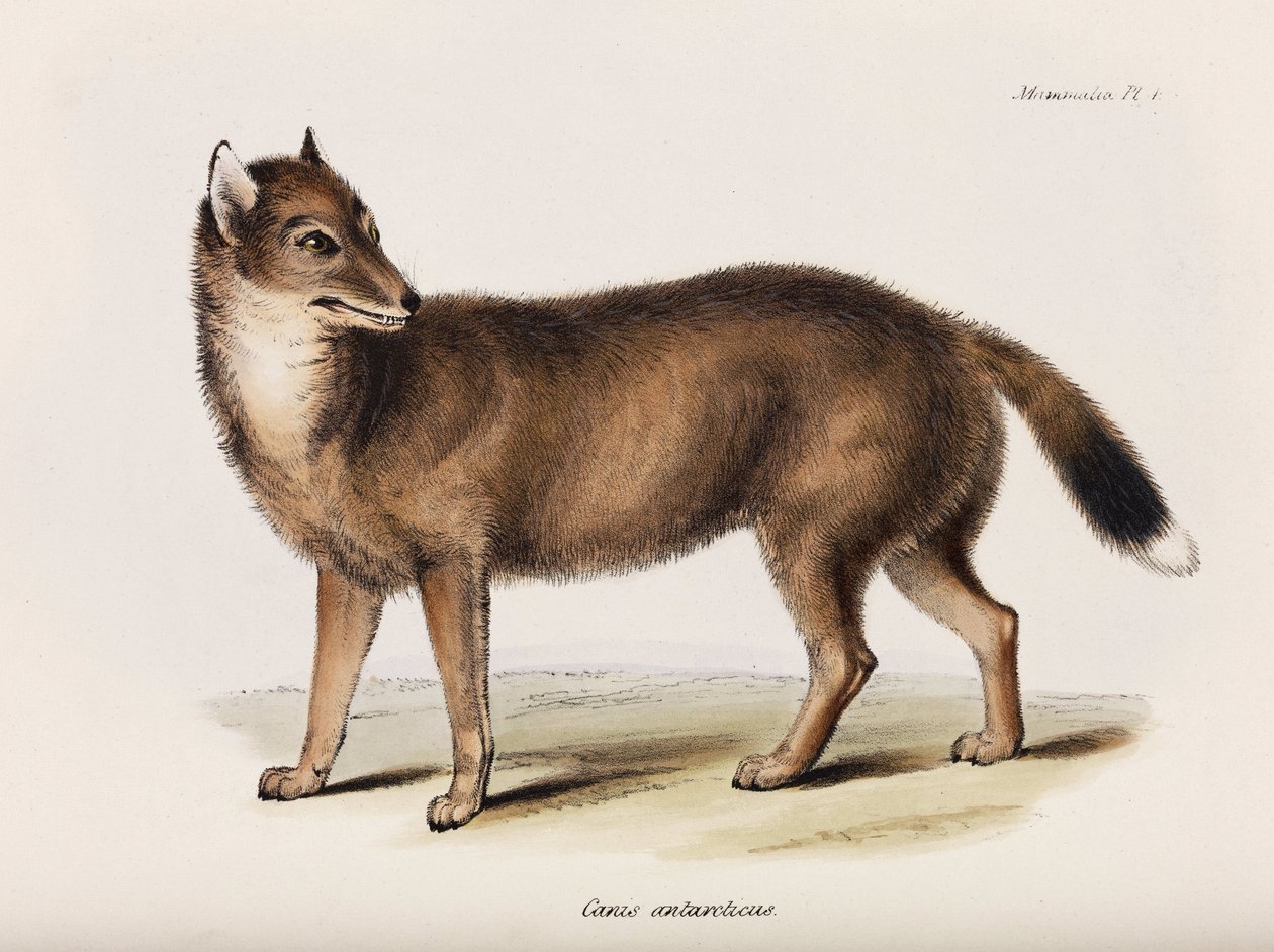 Fox, Falklandinsaaret, n. 1832-1836 tekijältä John Pardon