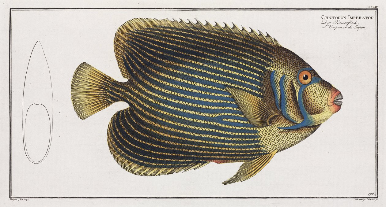 Imperator Angelfish tekijältä John Pardon