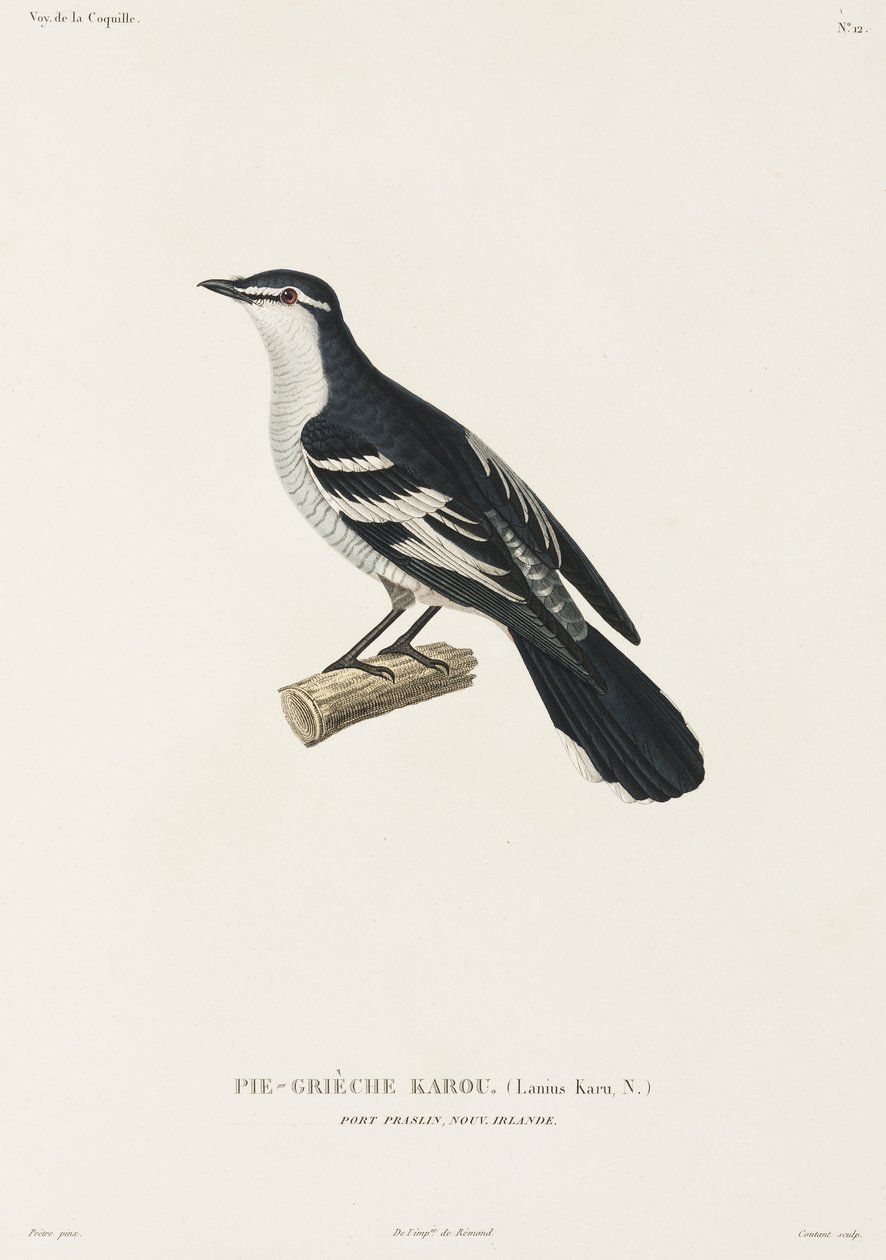Karou shrike, Port Praslin, Uusi Irlanti tekijältä John Pardon
