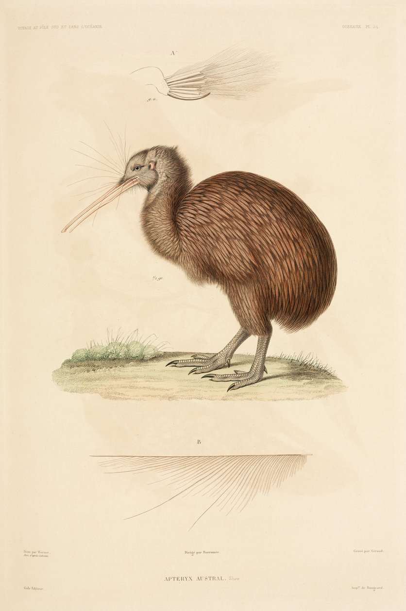 Kiwi, finlandès de Nova Zelanda tekijältä John Pardon