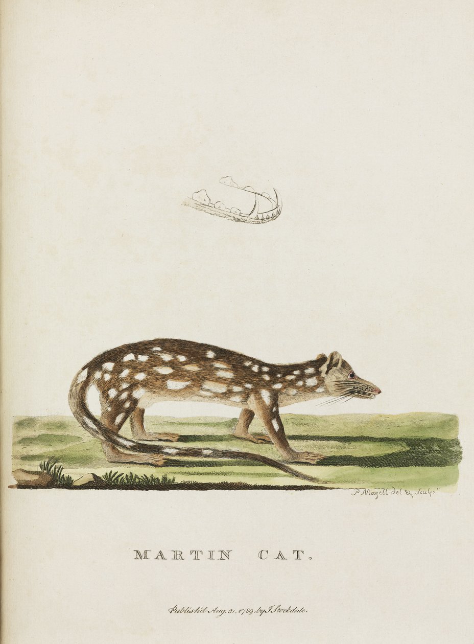"Martin Cat", Australia, n. 1788 tekijältä John Pardon