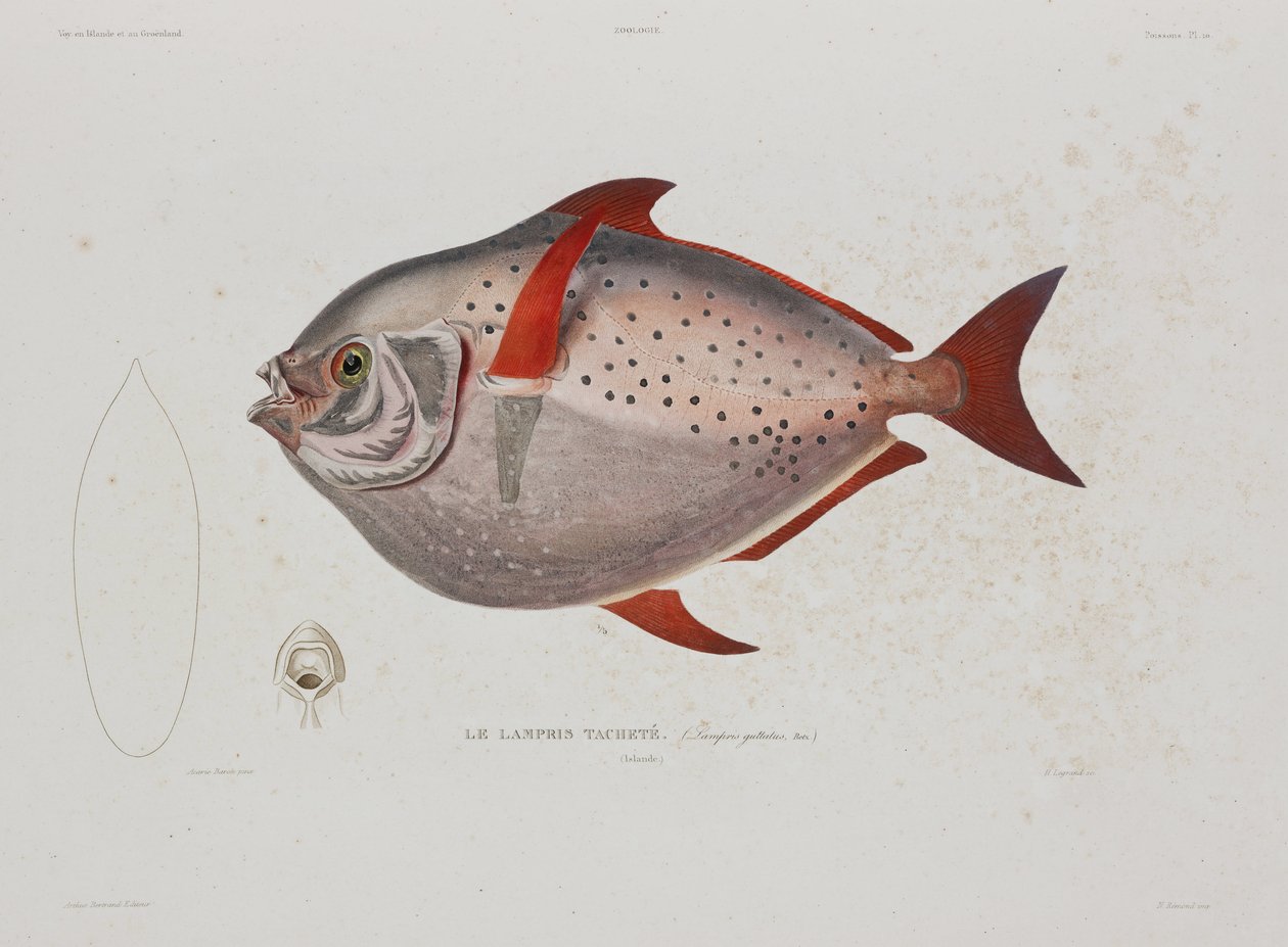 Moon-fish, Islanti, 1800-luvun alku tekijältä John Pardon