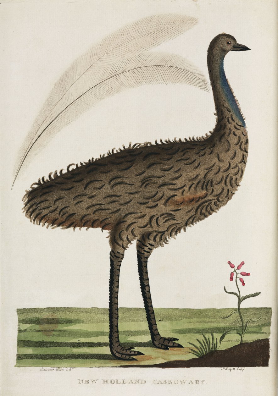 "New Holland Cassowary", Australia, n. 1788 tekijältä John Pardon
