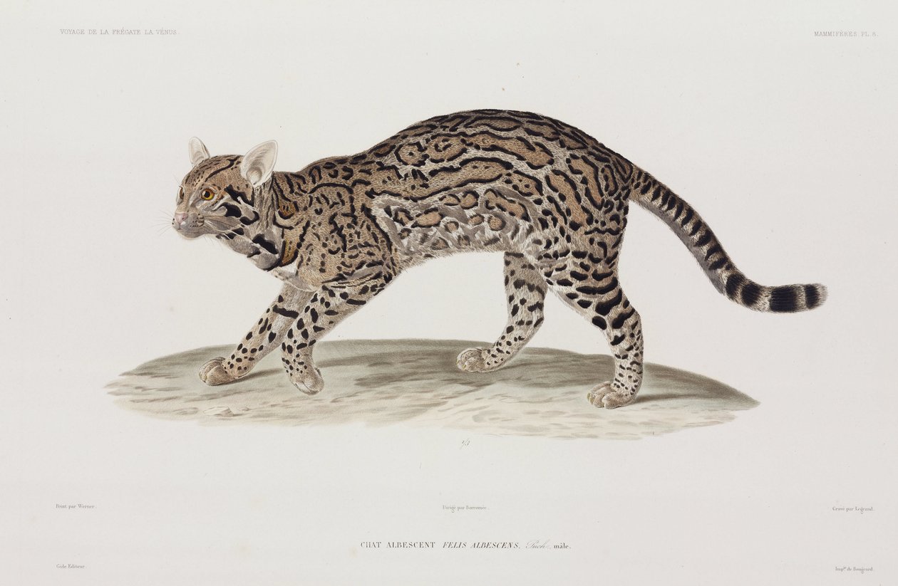 Ocelot, Yhdysvallat tekijältä John Pardon