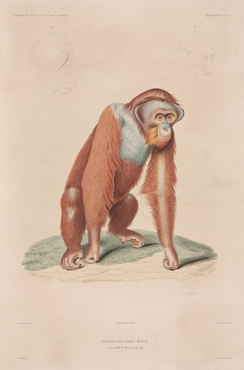 Orangutanit, Indonesia tekijältä John Pardon