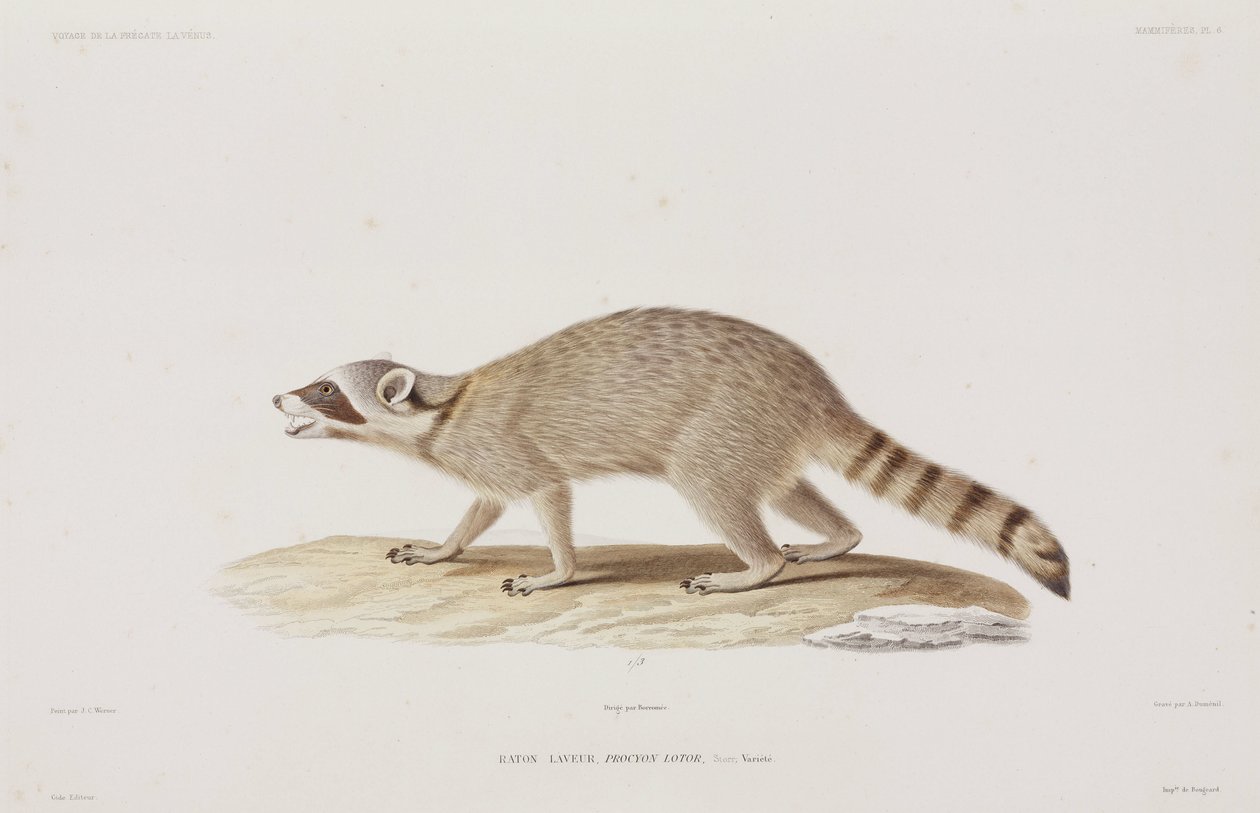 Raccoon, Yhdysvallat tekijältä John Pardon