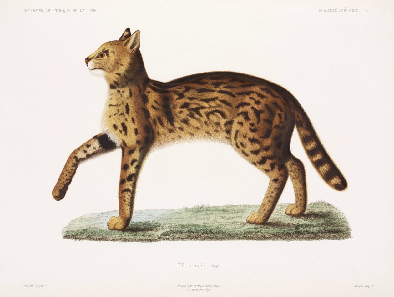 Serval, Algeria tekijältä John Pardon